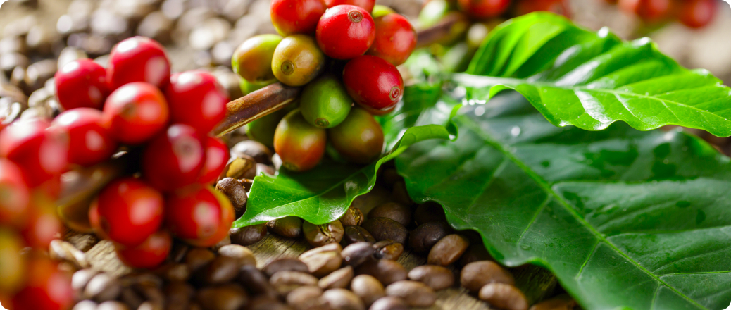 wat is het verschil tussen Arabica en Robusta?